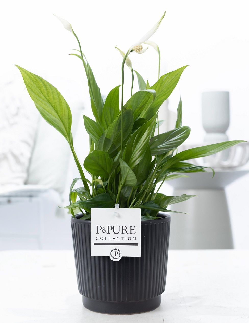 Spathiphyllum Korto in P&PURE Liv ceramics matt black, D 12