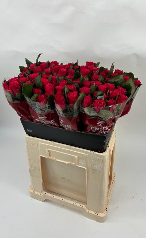 Роза од. Такази+ 60, шт.