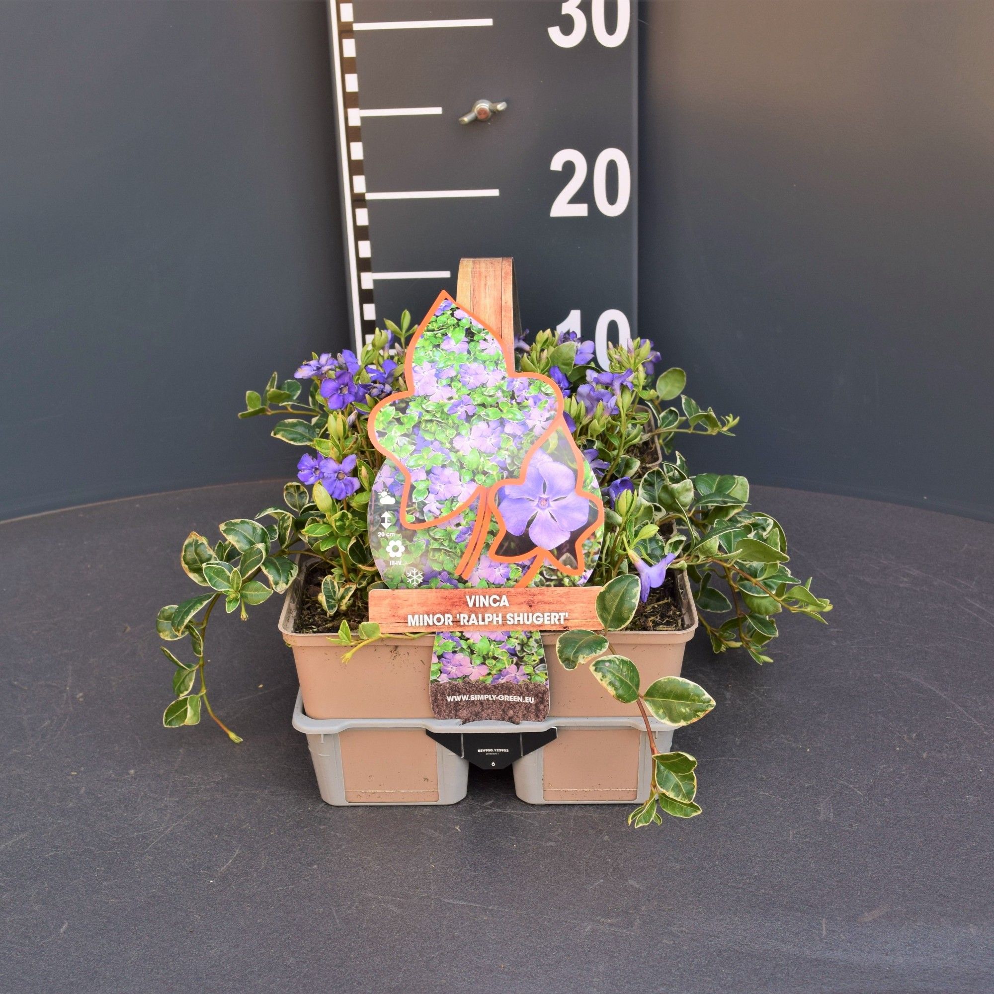 Vinca minor 'Ralph Shugert' (6-pack), D 9