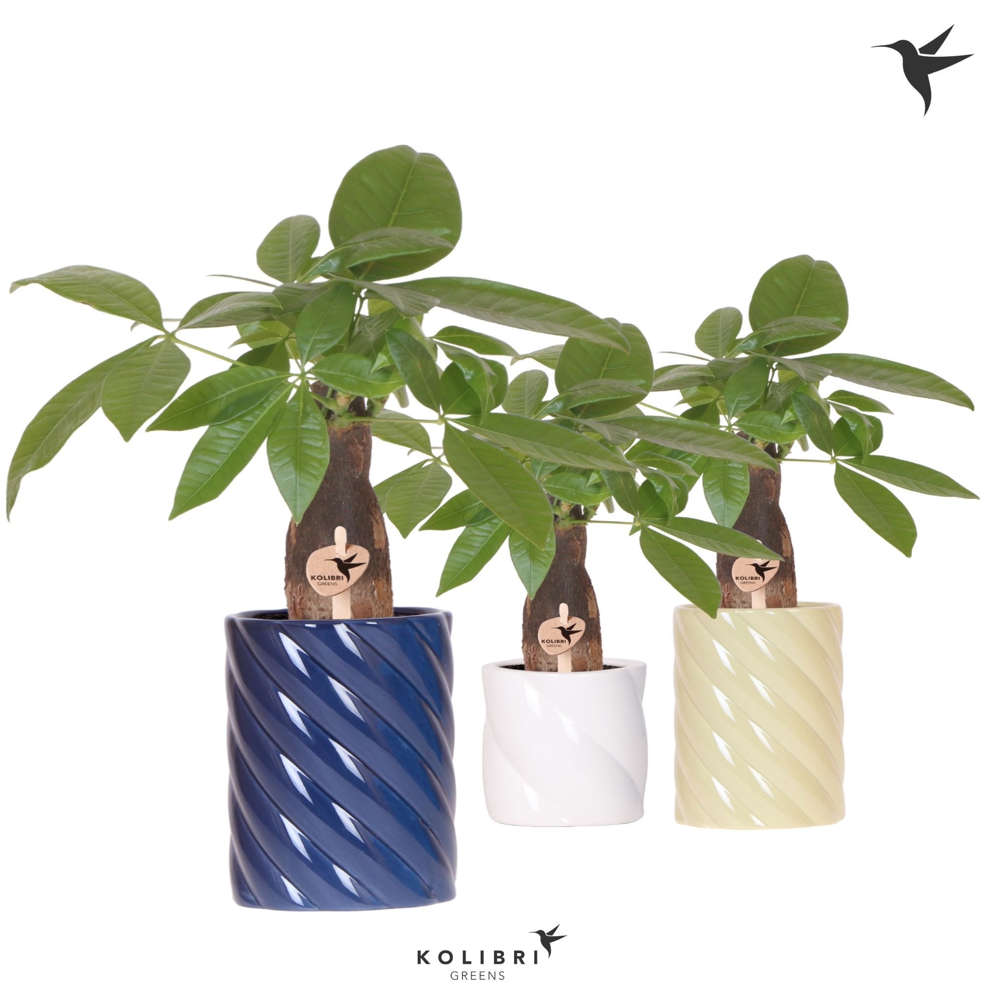 Kolibri Greens Pachira in Candy pot blue mix, D 9