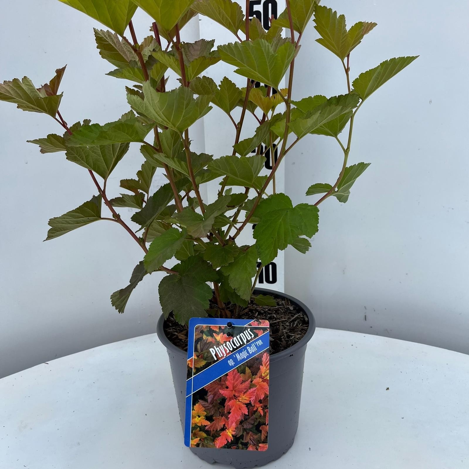 Physocarpus opulifolius Magic Ball ('LP1'PBR), D 19