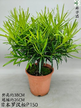 Подокарпус макрофйллус Джапанесе Хиноки Кйпресс 15 38