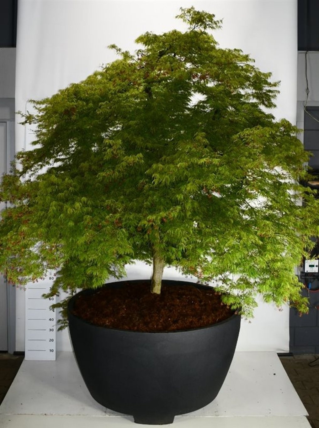 Acer pal. 'Dissectum', D 140