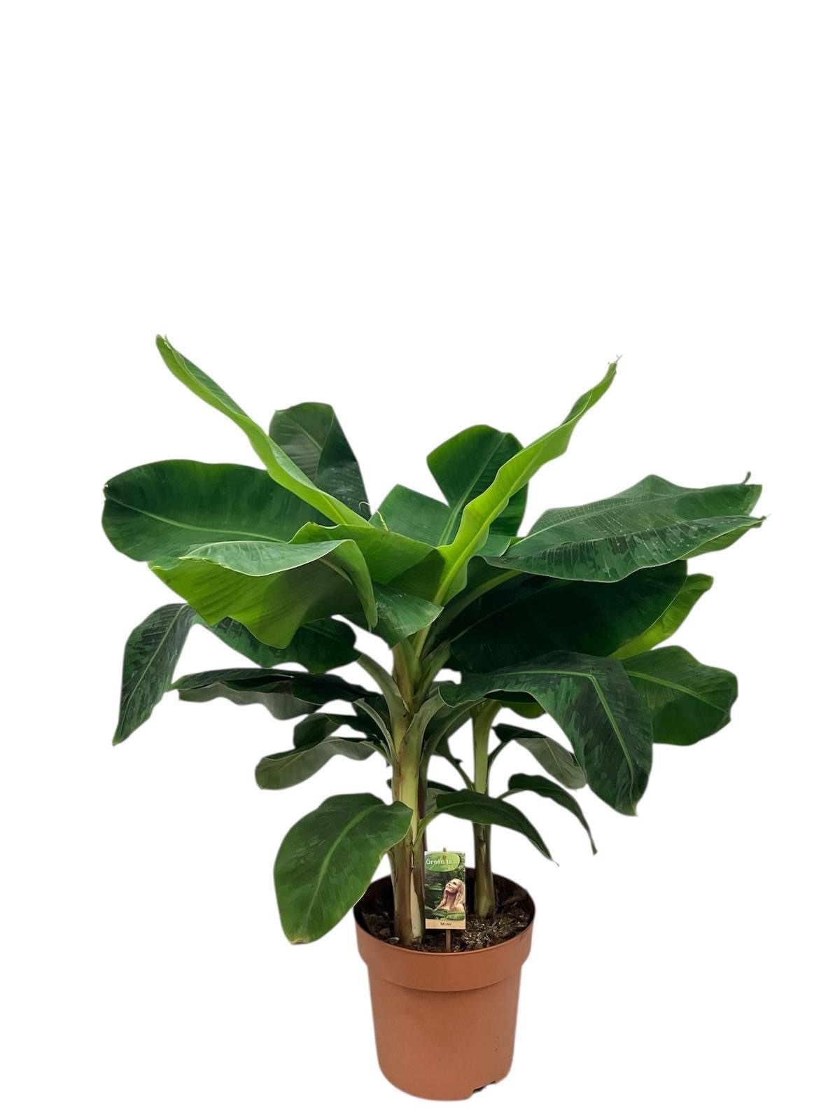 Musa Dwarf Cavendish, D 30