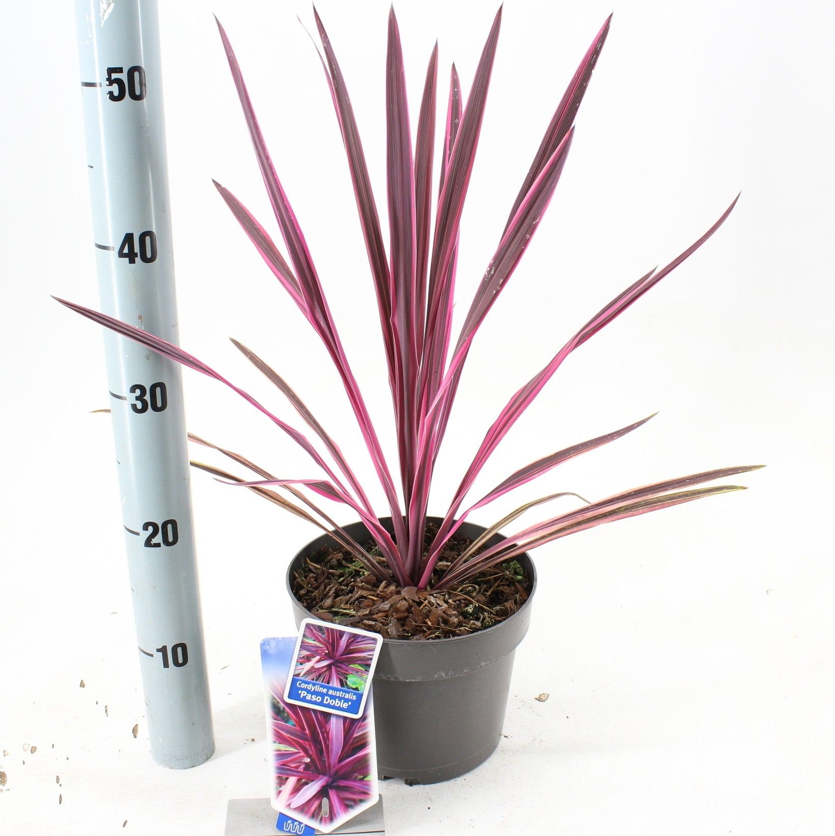 Cordyline australis 'Paso Doble' PBR, D 19 cm