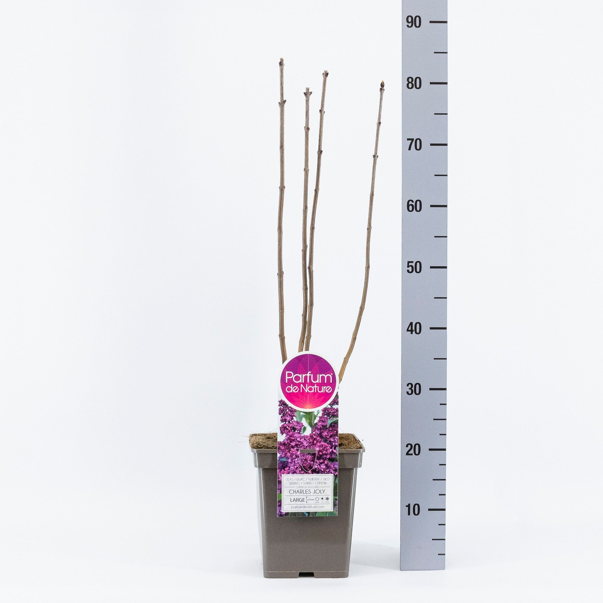 Syringa vul. Charles Joly, C5, D 23