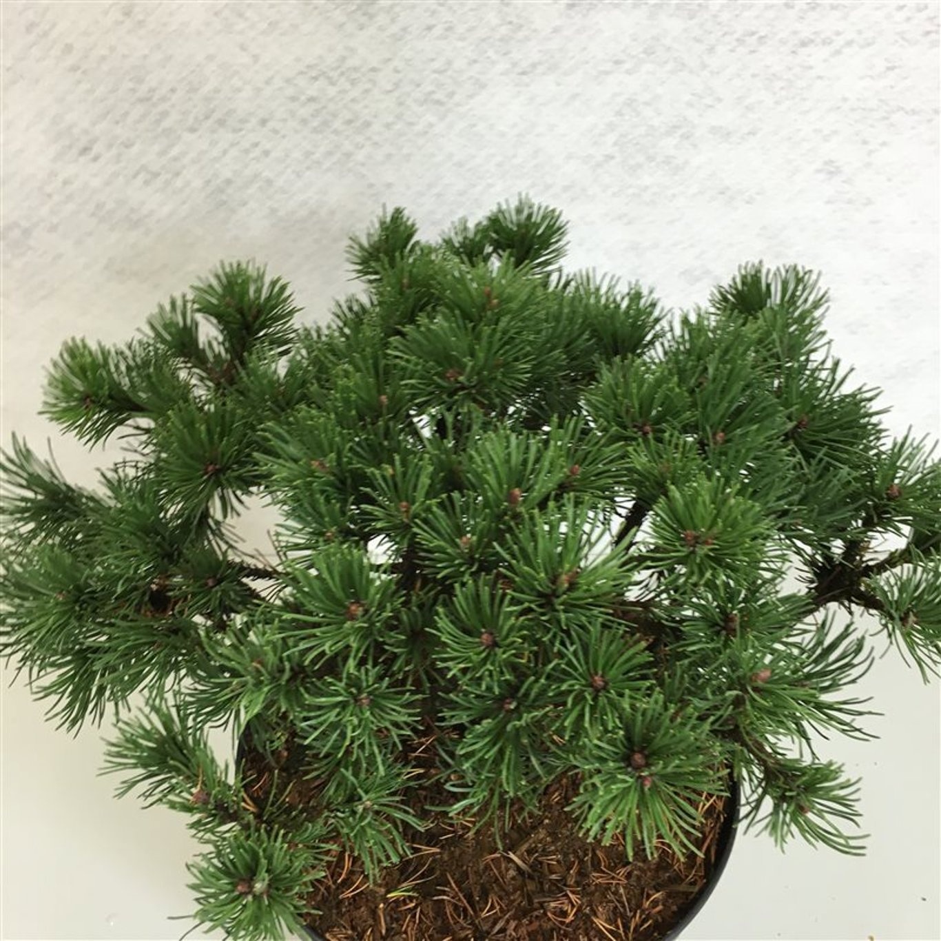 Pinus mugo 'Corley's Mat', D 26 cm