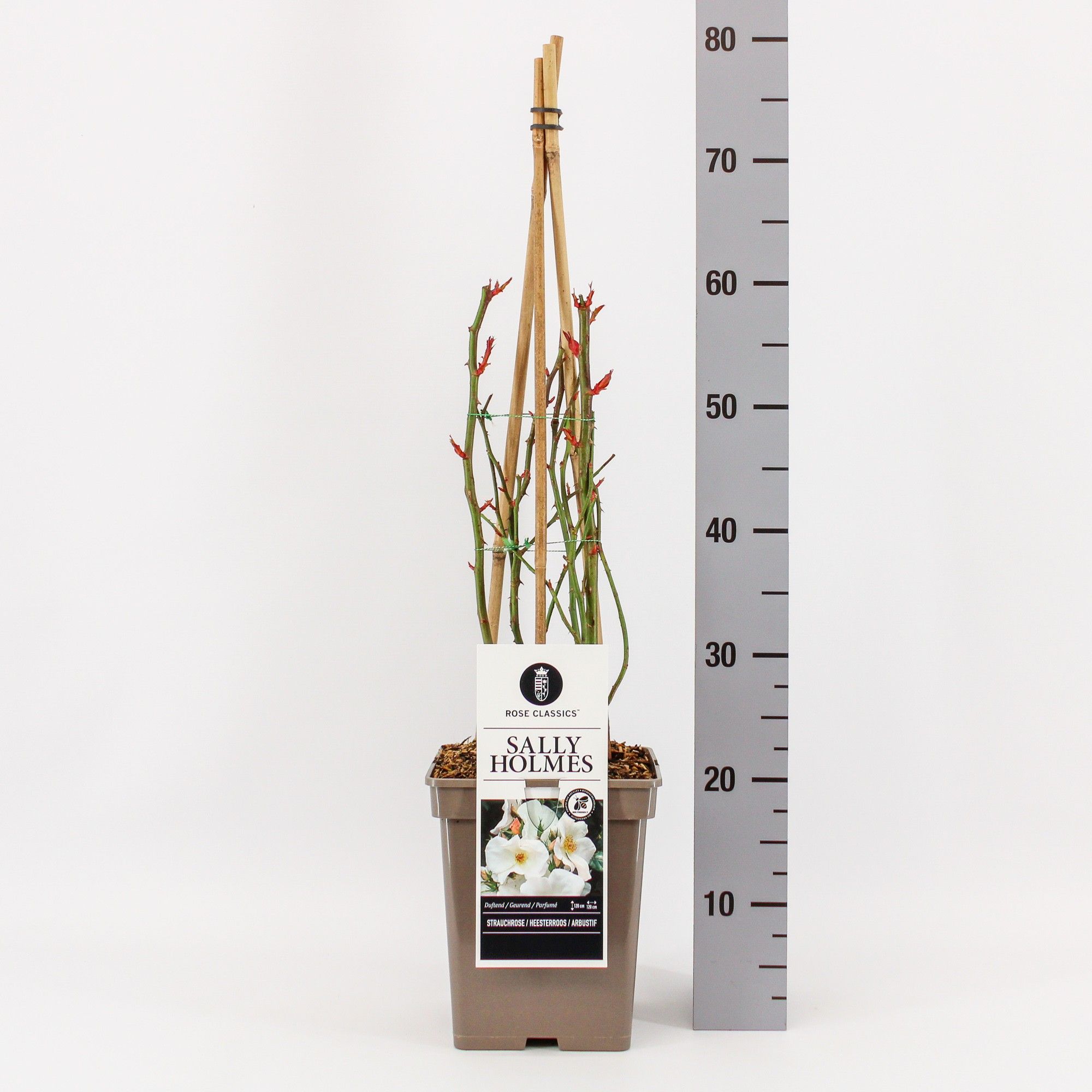 Rosa (H) Sally Holmes, C5, 4 stok 75 cm, D 23