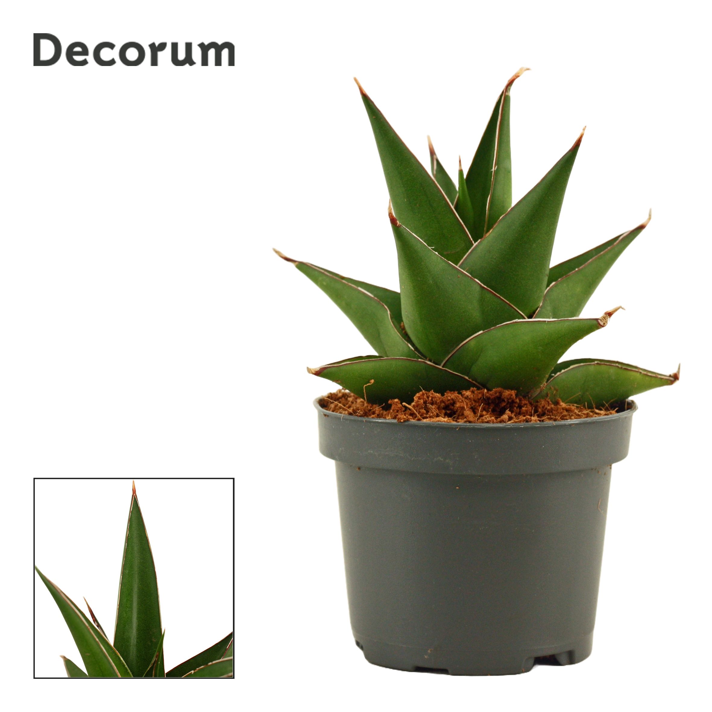 Sansevieria Abbey Crown 9 cm (Decorum), D 9