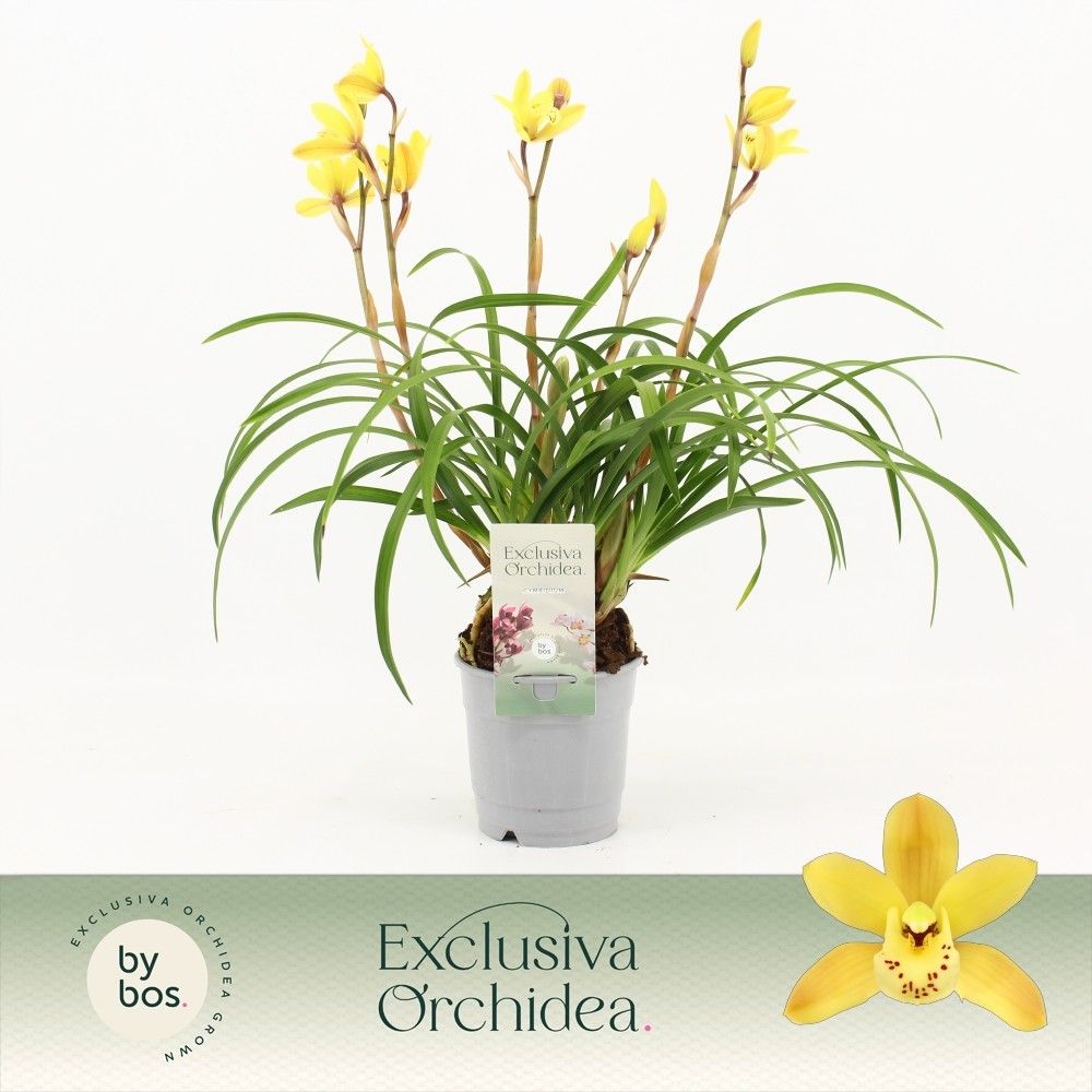 Cymbidium, Wild Sunny 4/5+ tak 'Exclusiva Orchidea', D 12