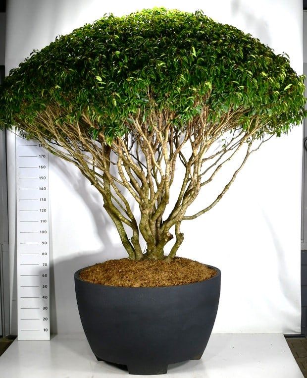 Prunus lusitanica, D 120