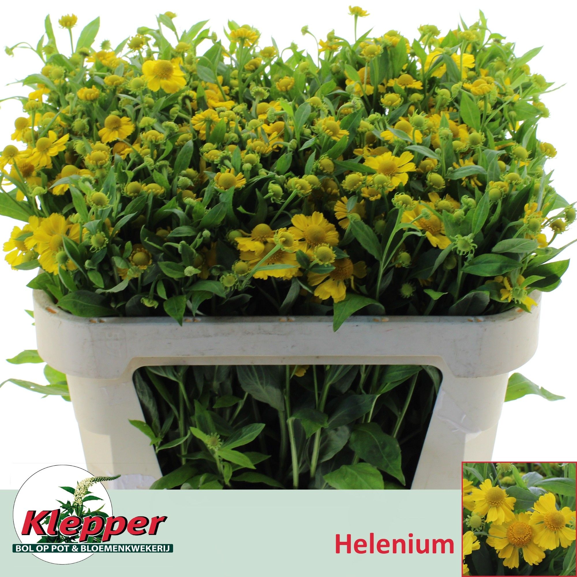 Хелениум Канария 70, шт.