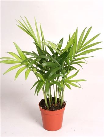 Chamadorea Elegans, D 5,5 cm