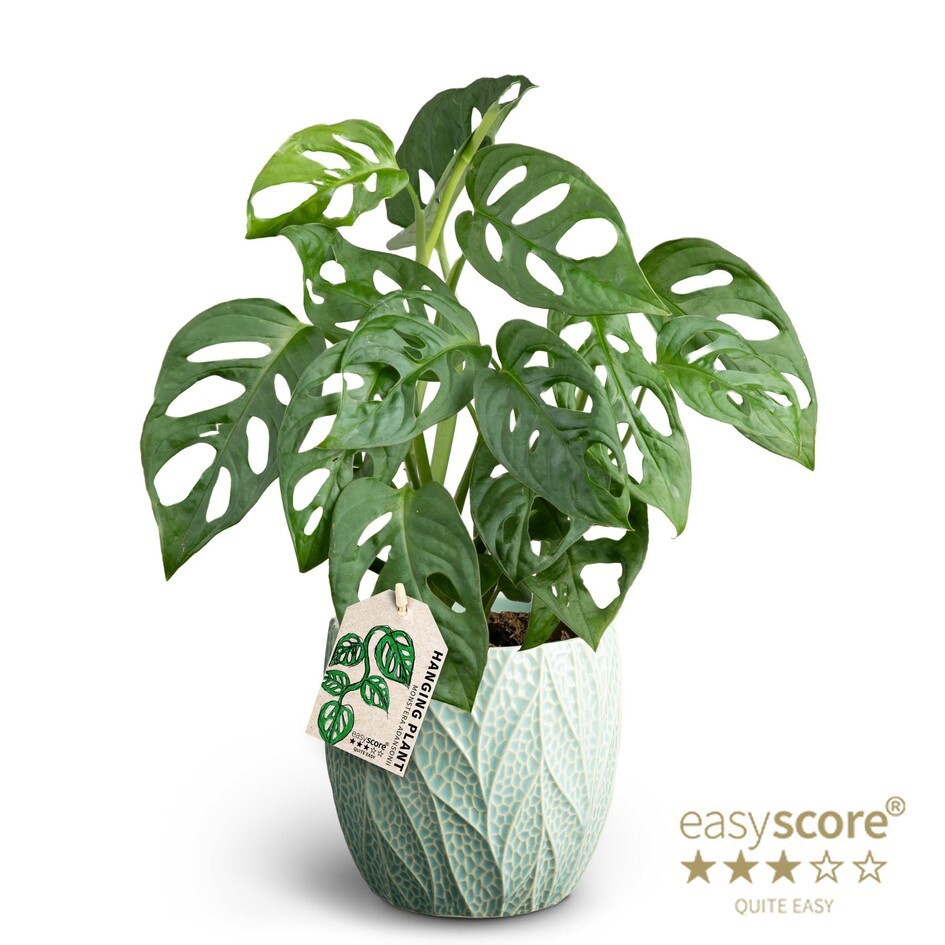 Leaf Ocean, Monstera adansonii, D 12