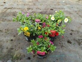 581 DVDS : Pot 10.5 cm Calibrachoa white-rose-blue-yellow-orange, D 10,5