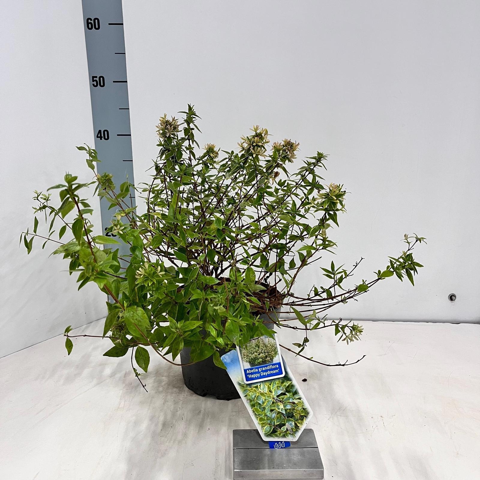 Abelia grandiflora 'Happy Daydream'® PBR, D 19