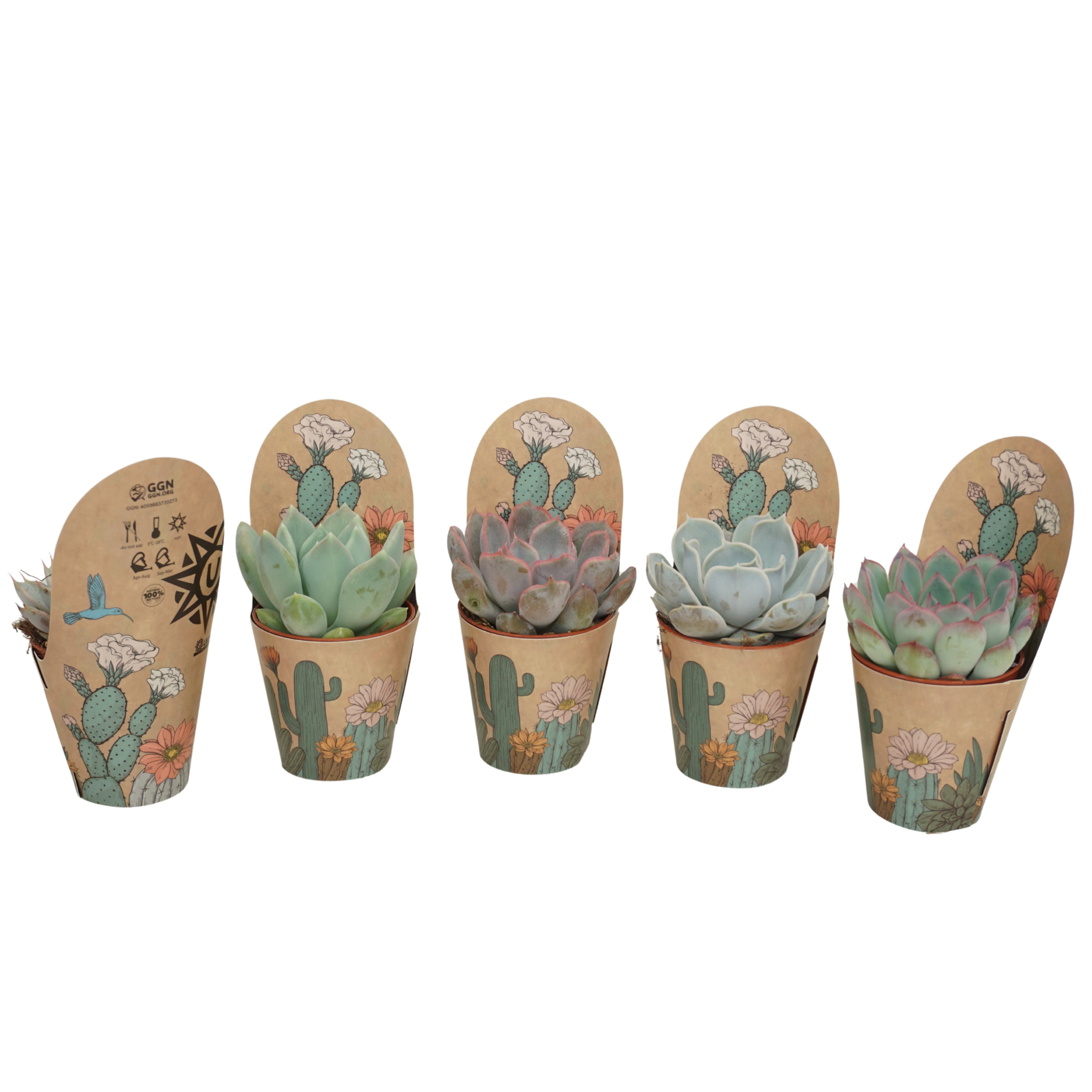 Echeveria mix 5,5 cm in Ubink potcover, D 5,5