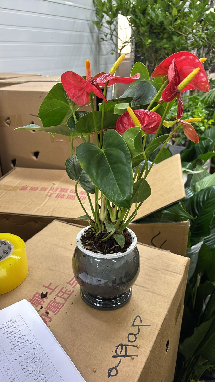 Антуриум Мэджик Болл Лаки Стар 12 45