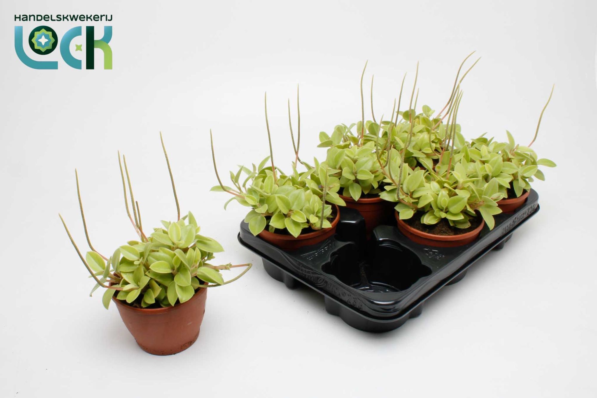 Peperomia Orba Pixie, D 12