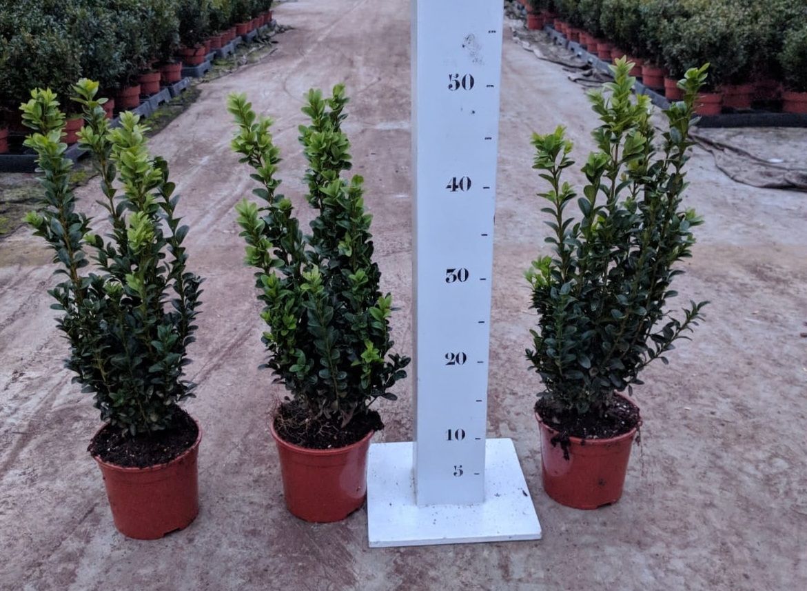 Buxus sempervirens 30-40cm struik p13, D 13