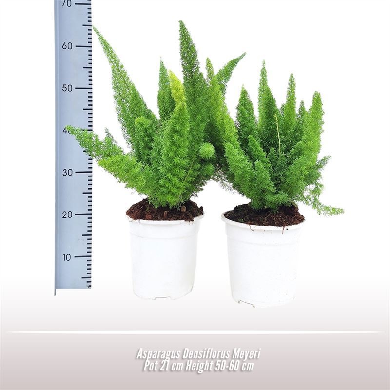 Asparagus Densiflorus Meyeri, D 21