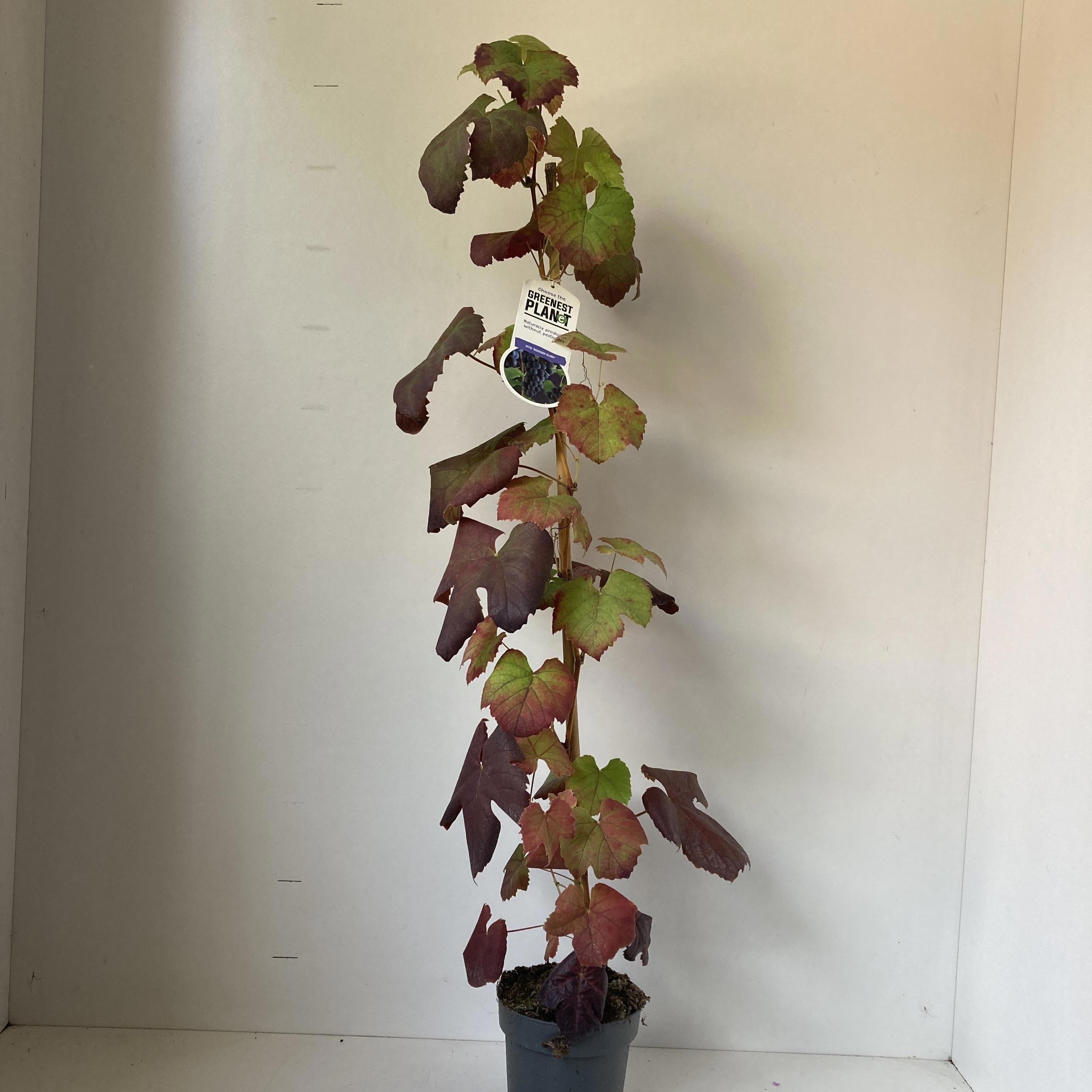 Vitis vin. 'Boskoop Glory' - gestokt, D 17 cm Vitis vin. 'Boskoop Glory' - gestokt, D 17 cm
