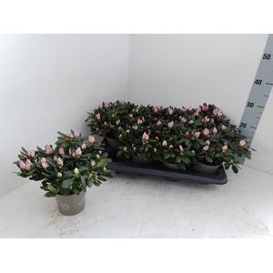 AZALEA P13 Michel Marie roze bloei 2-2, D 13