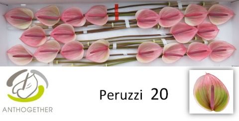 Антуриум Перуччи x20, шт. Антуриум Перуччи x20, шт.