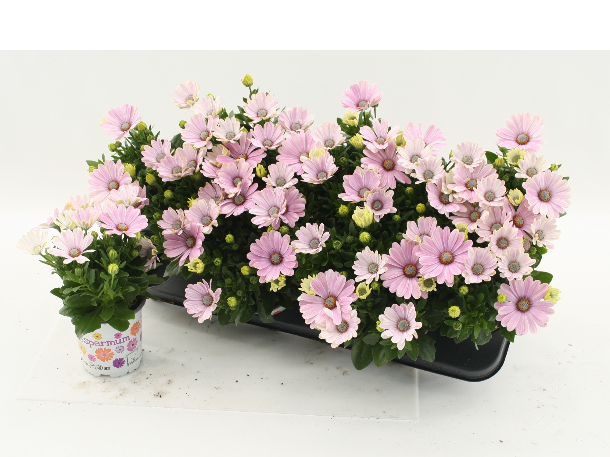 Osteospermum Pink, D 10,5