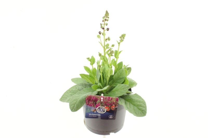 Verbascum chaixii Royalty, D 17