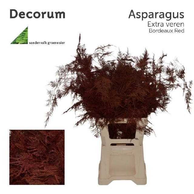 Аспарагус Овериг Крашеный (краш. ) 65, шт.