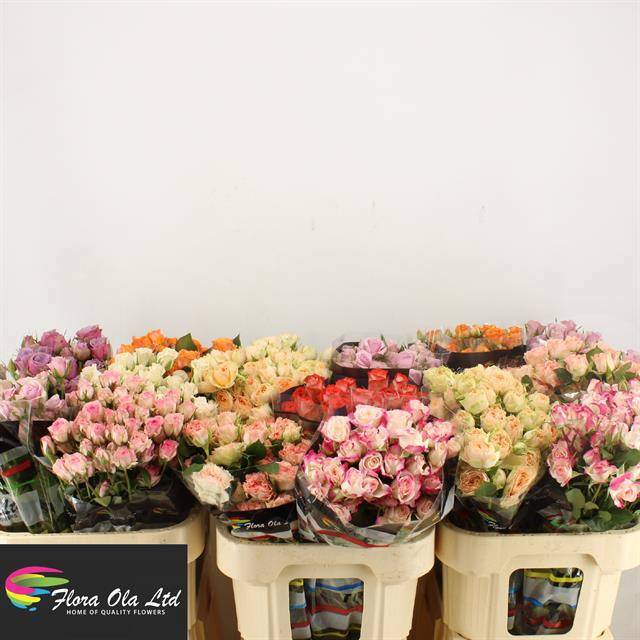 Роза куст. Микс в баке 70, шт.