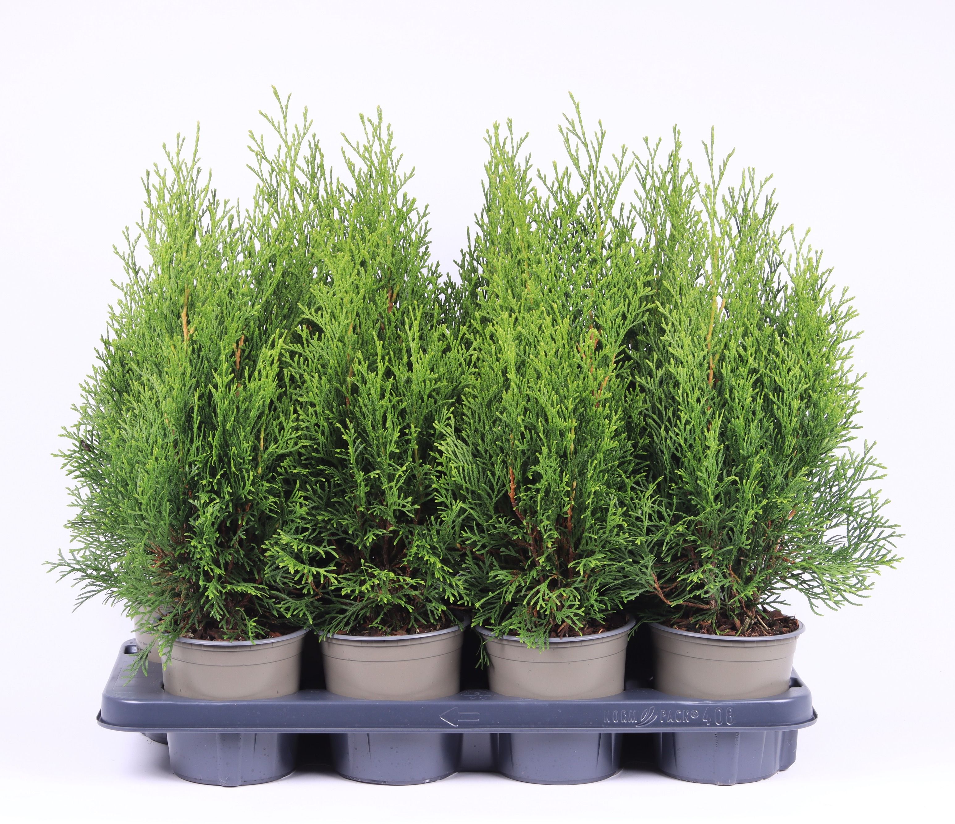Thuja occidentalis 'Smaragd', D 13