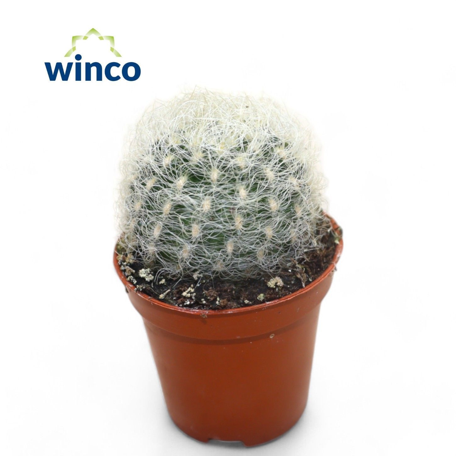 Neoporteria Senilis, D 5,5