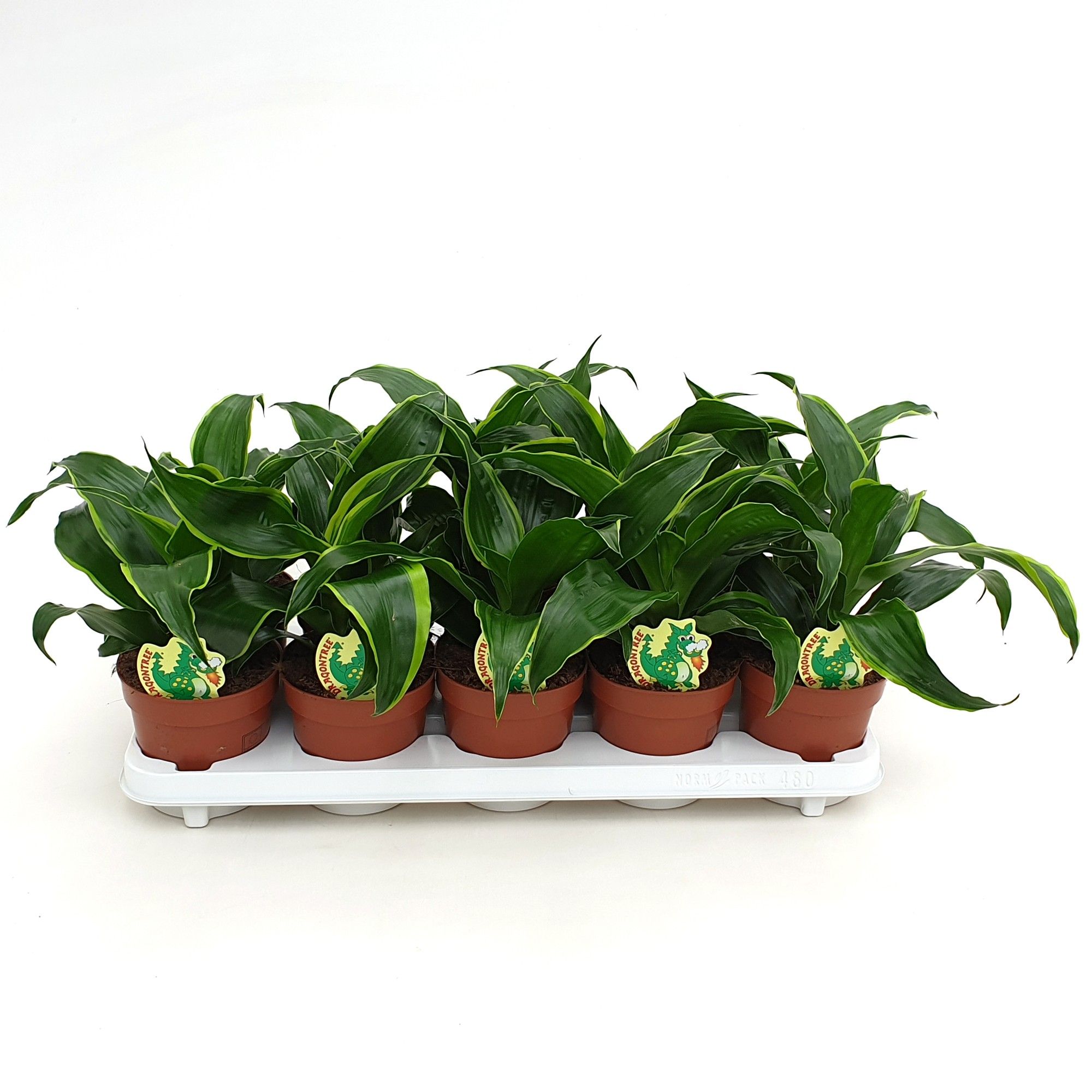 Dracaena Dorado, D 12