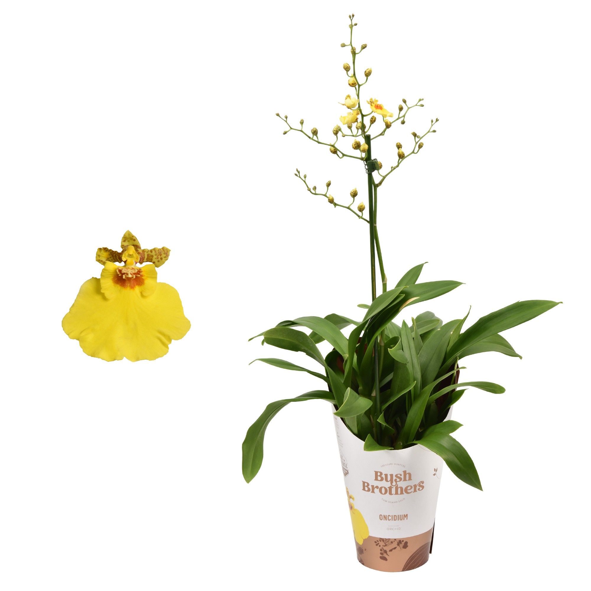 Oncidium Münsterland Stern 1 tak 12 cm, D 12