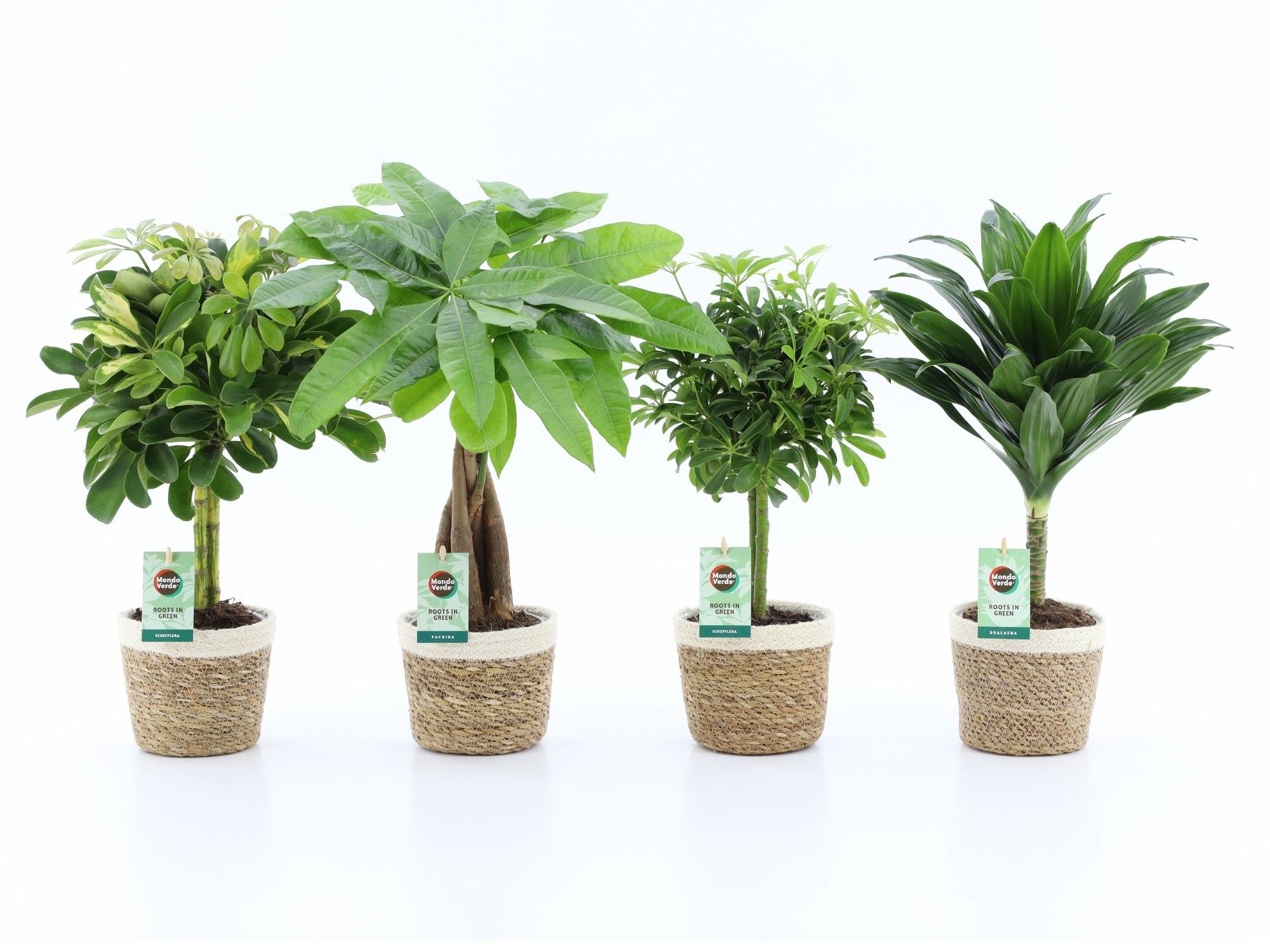 Stammenmix in Noah Korb, D 14