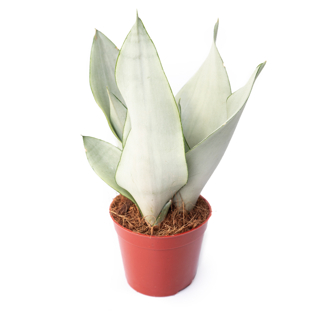 Сансевиерия муншайн 11 20 (предзаказ)