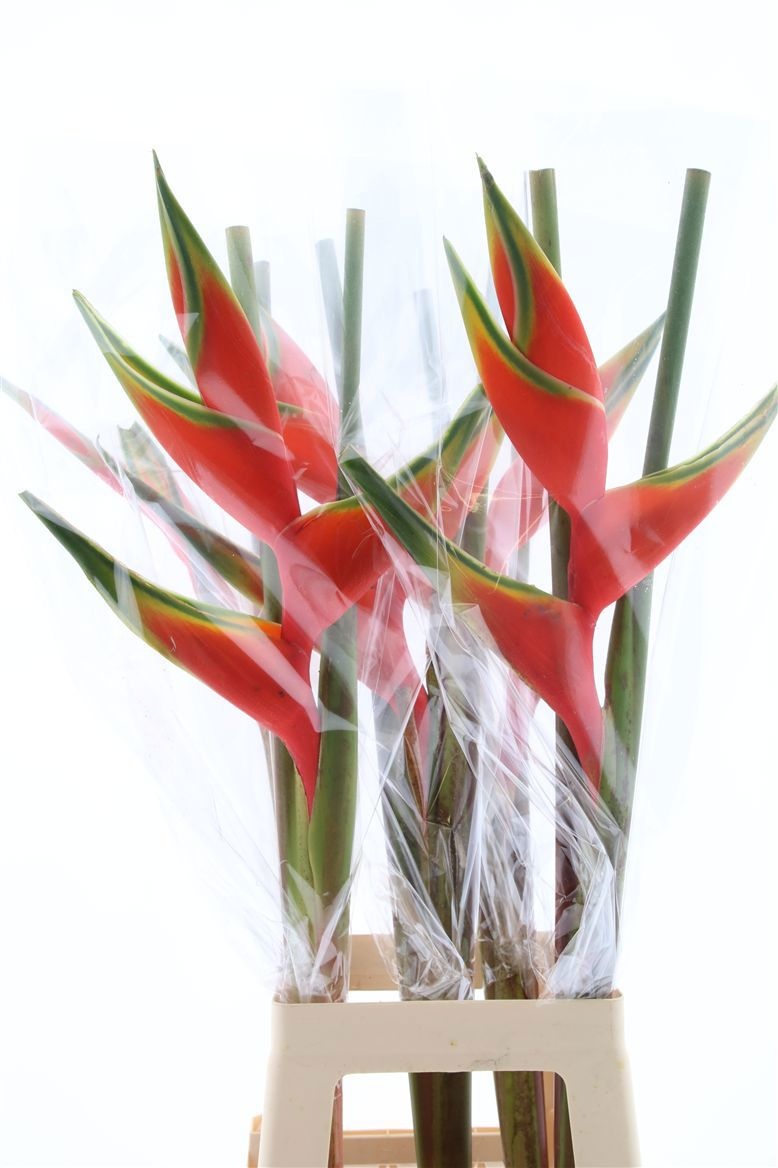 Геликония Овериг 90, шт.