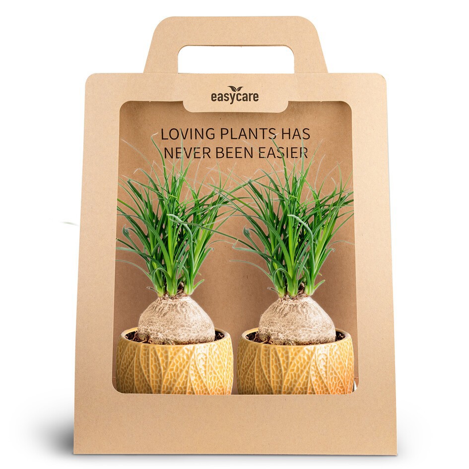 NOLINA MIX 30990017 2-Pack Leaf Tangerine, D 10 cm