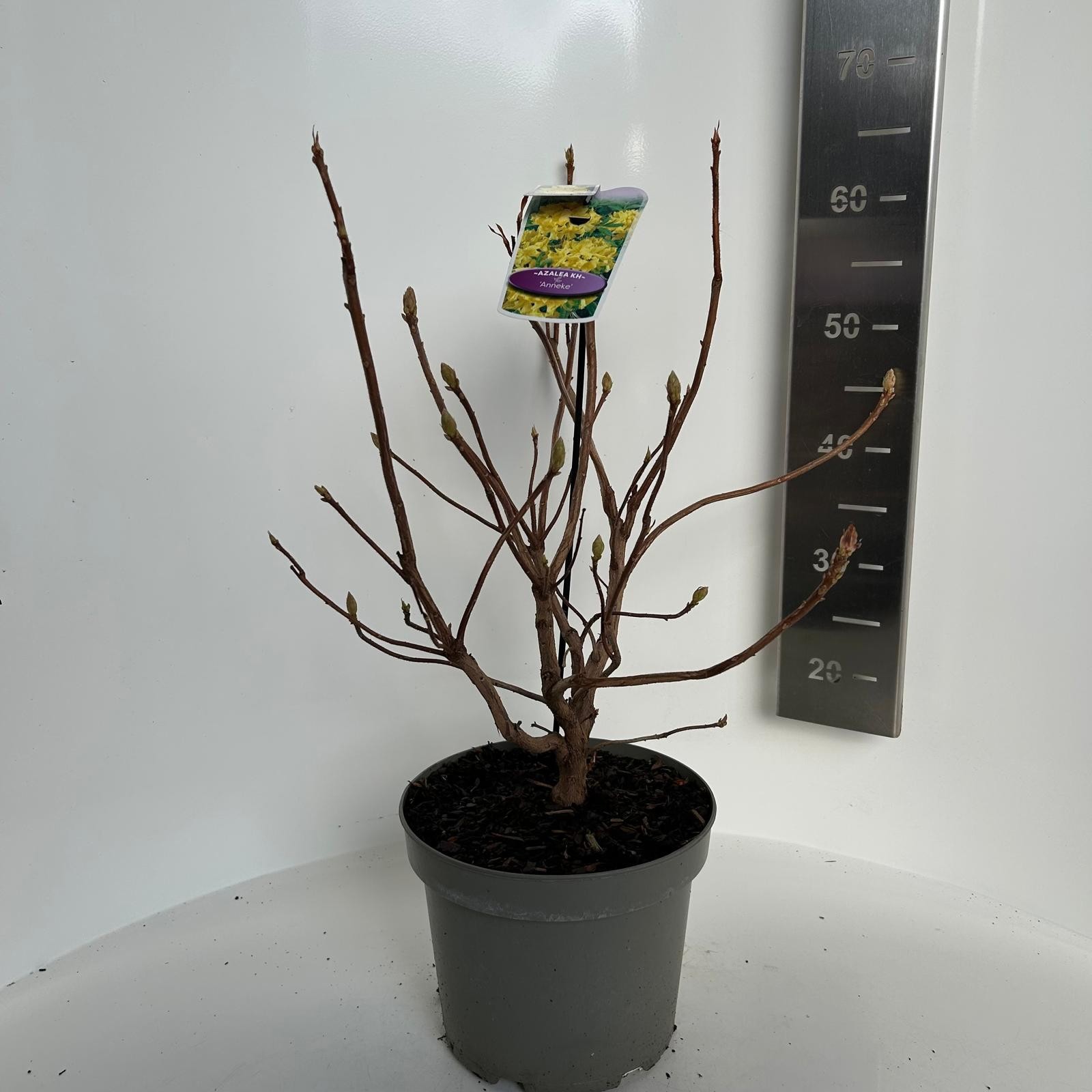 Azalea knaphill Anneke, D 23