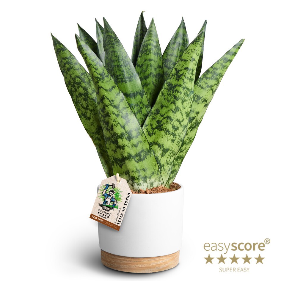 Woodbase White, Sansevieria zeylanica ´Fan´, D 12 cm
