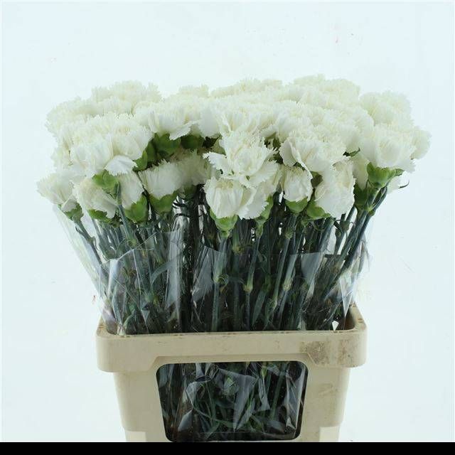 Диантус од. Холли, шт.