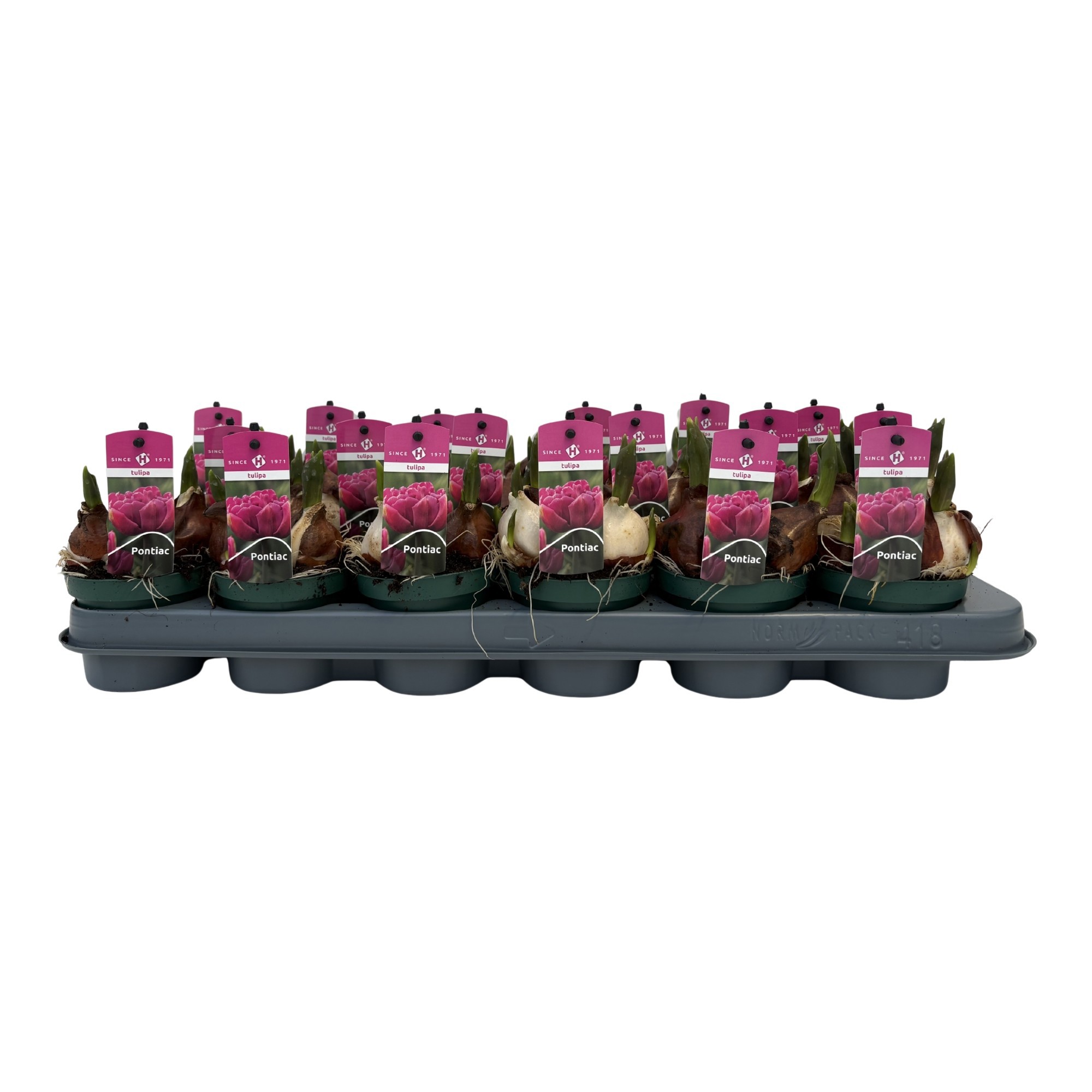 Tulp Purple Pontiac, D 9