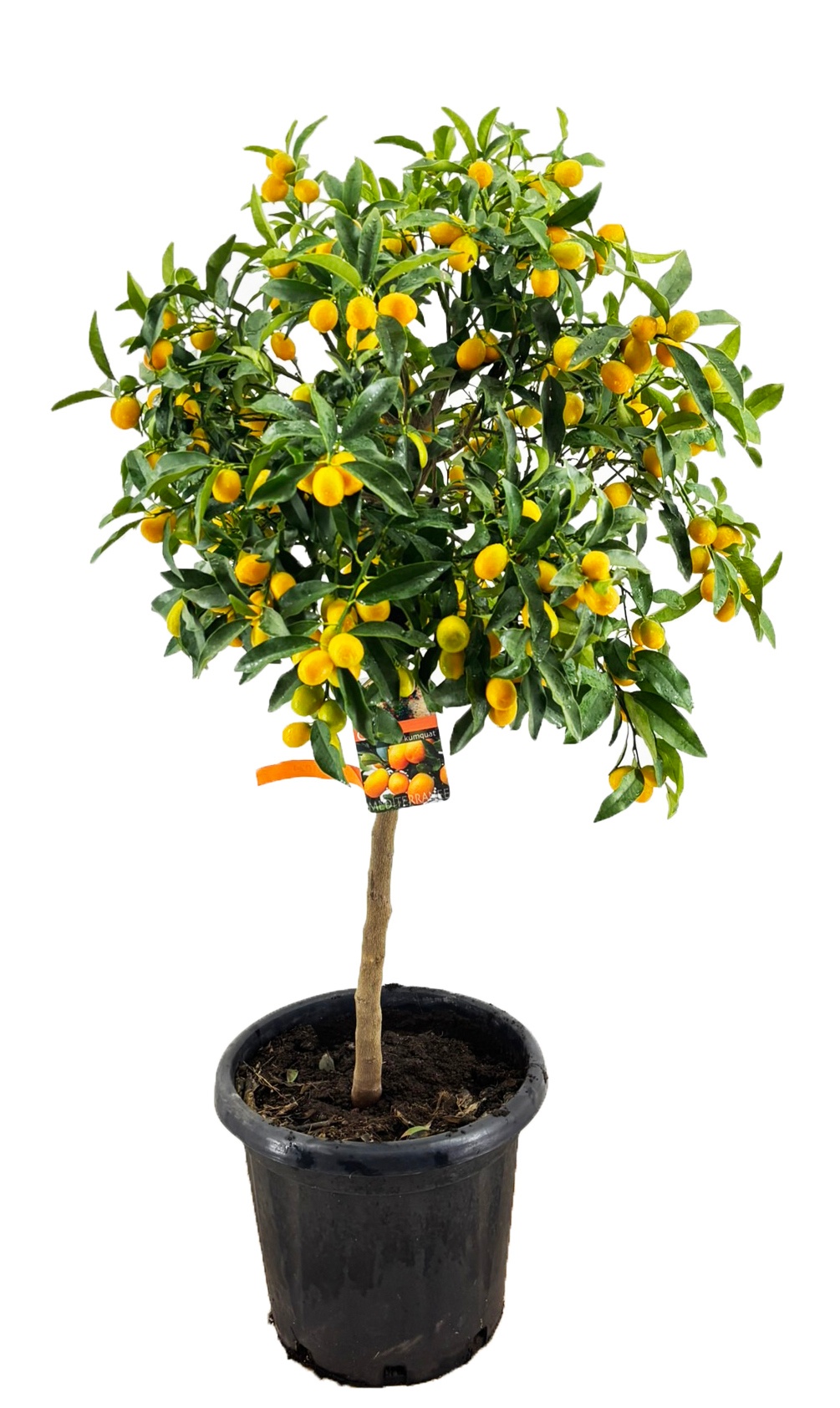 Citrus kumquat, D 40
