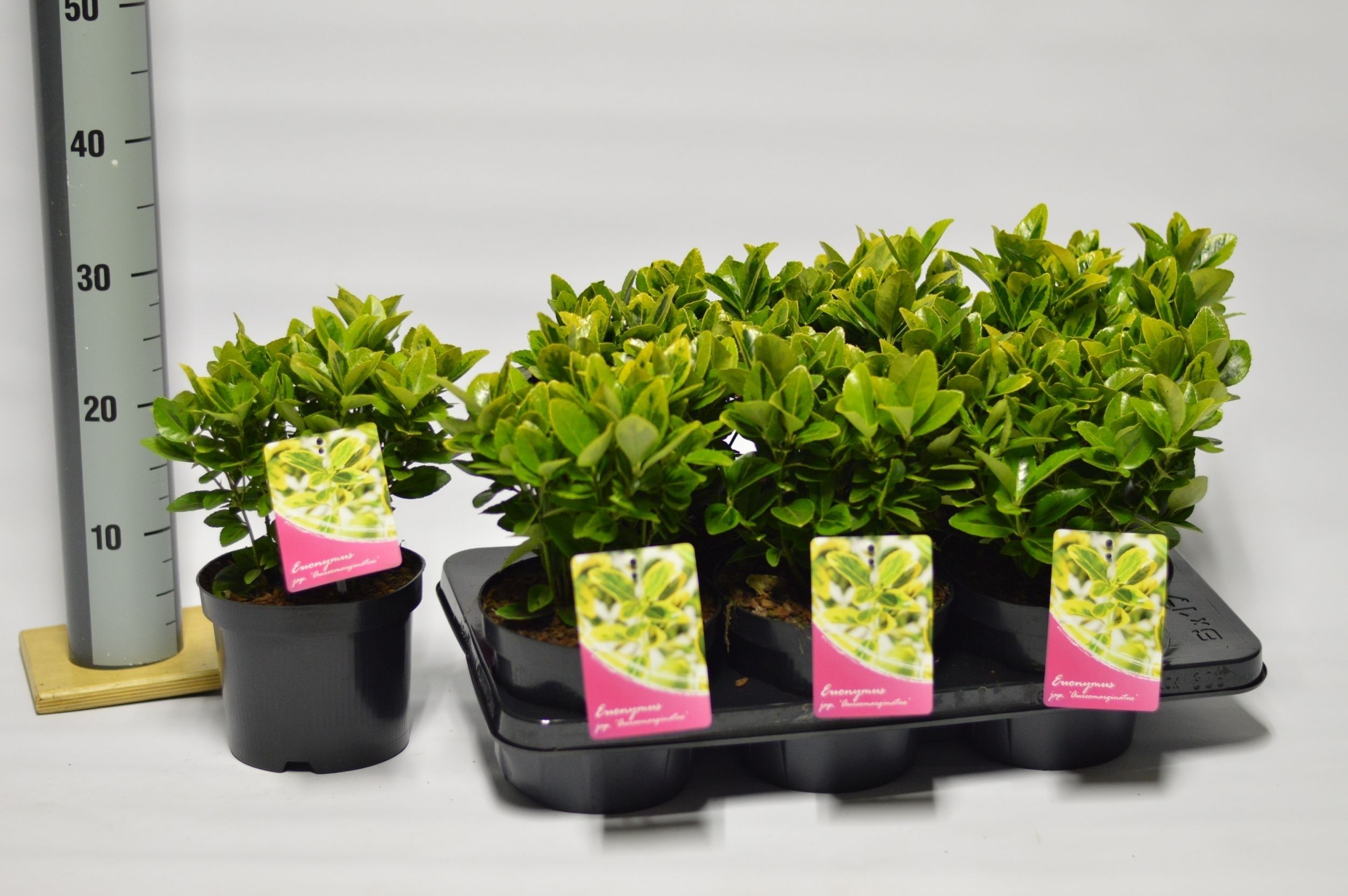 Euonymus jap. Aureomarginatus, D 17