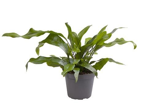 MICROSORUM PTEROPUS, D 6