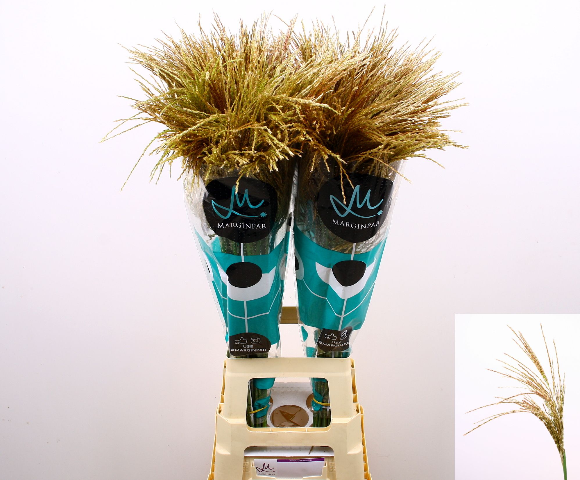 Мискантус Вайт Клауд 90, шт.