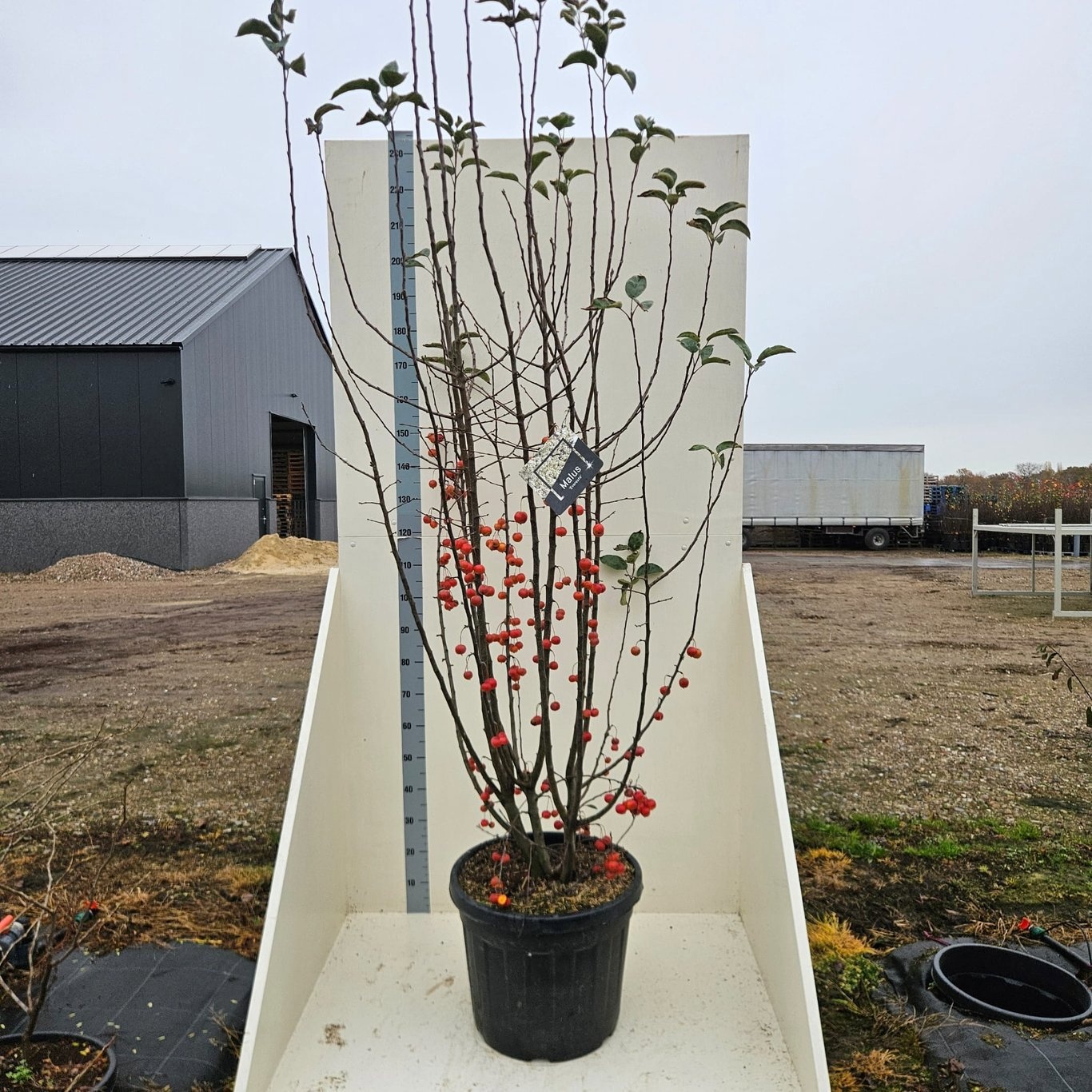 Malus 'Evereste', D 55