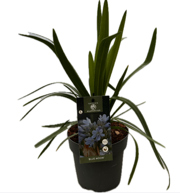 Agapanthus 'Blue moon' P17 GARDEN, D 17